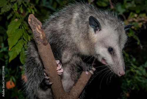 Virginia Opossum (Didelphis virginiana) in garden, Los Angeles, California, USA