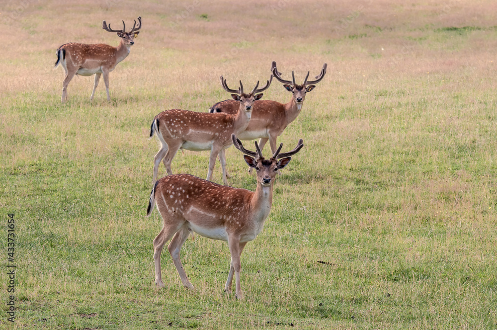 Fototapeta premium The Fallow Deer (Dama dama) in Poland