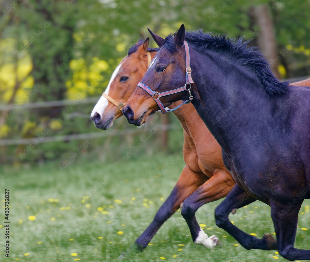 Fototapeta premium Galopp auf der Weide
