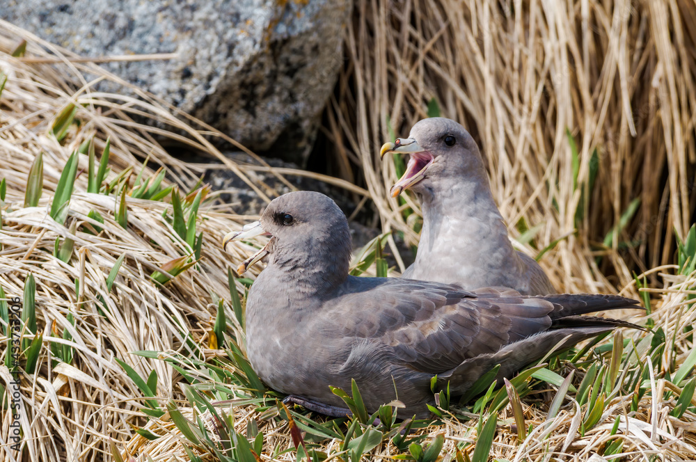 Obraz premium Dark-morphed Northern Fulmars (Fulmarus glacialis) at Chowiet Island, Semidi Islands, Alaska, USA