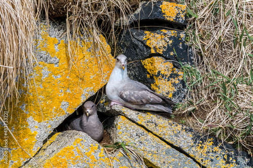 Dark and light-morphed Northern Fulmar (Fulmarus glacialis) at Chowiet Island, Semidi Islands, Alaska, USA photo