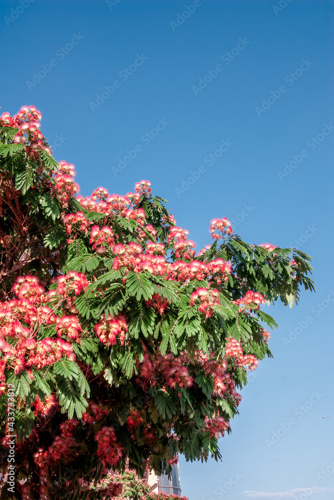 Persian Silk Tree (Albizia julibrissin) in park, south coast of Crimea