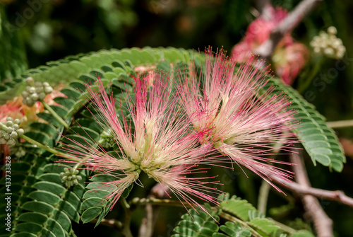 Persian Silk Tree (Albizia julibrissin) in park, south coast of Crimea photo