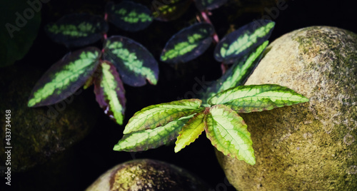Plants and green leaves in nature