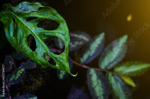 Plants and green leaves in nature