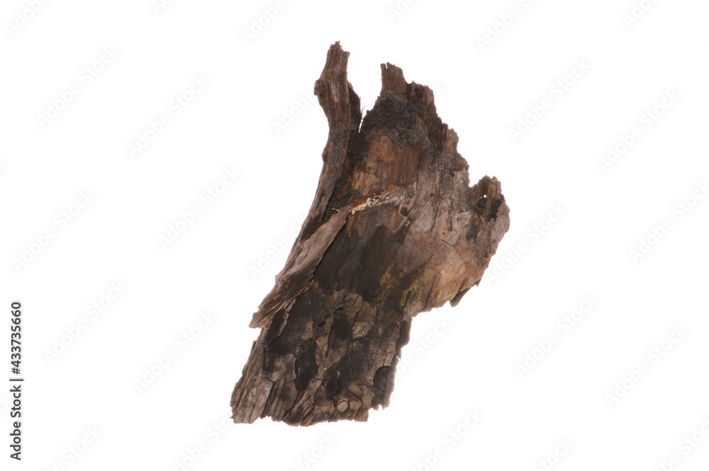 rotten tree isolated on white background rotten tree isolated on white background