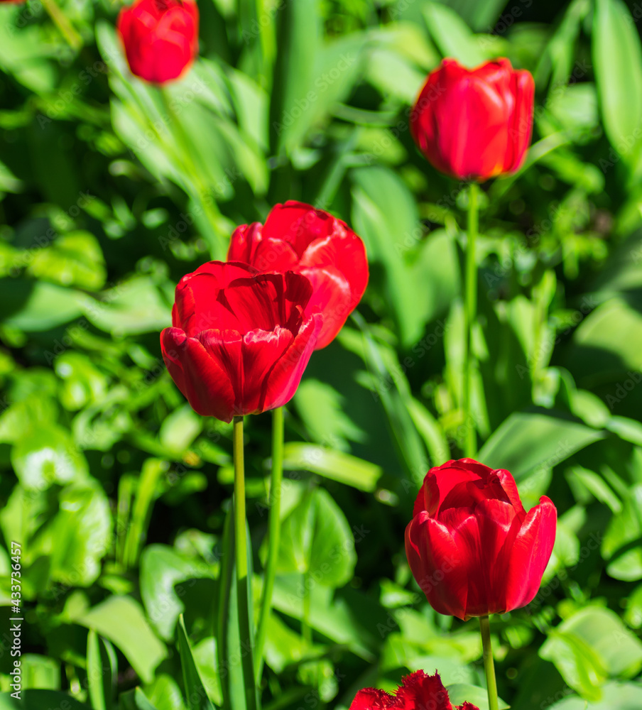 Photo of several red flowers illuminated by the sun Photo of several red flowers illuminated by the sun