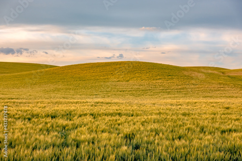Rolling hills and Farm Land at palouse washington photo
