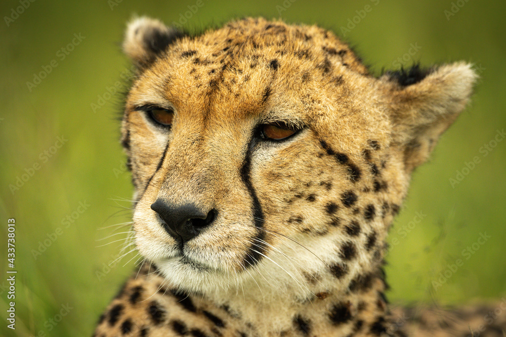 Close-up of cheetah head with grassy background Close-up of cheetah head with grassy background