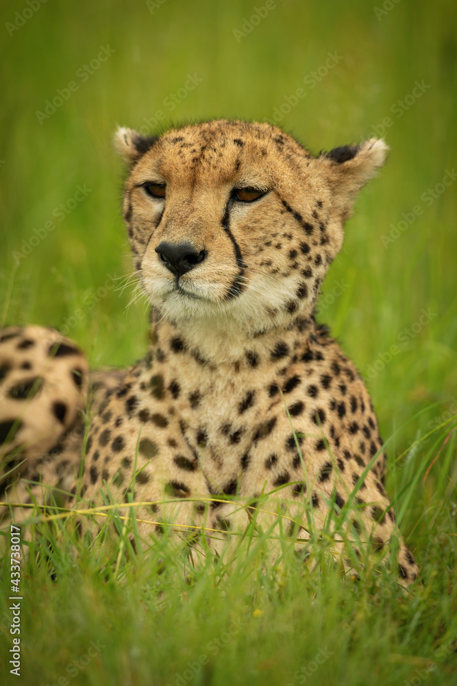 Close-up of cheetah lying in long grass Close-up of cheetah lying in long grass