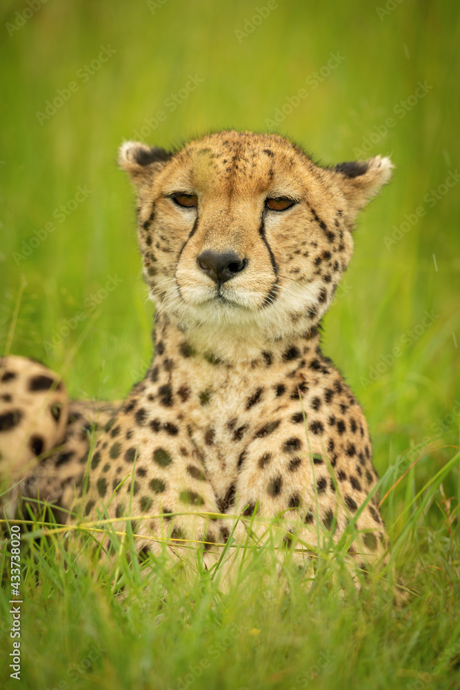 Close-up of cheetah lying in grass staring Close-up of cheetah lying in grass staring