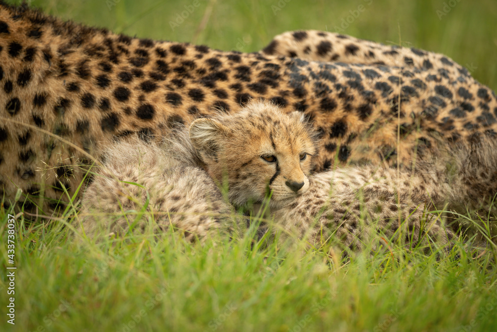 Close-up of cheetah cub lying with mother Close-up of cheetah cub lying with mother