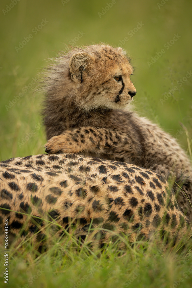 Close-up of cheetah cub lying over mother Close-up of cheetah cub lying over mother