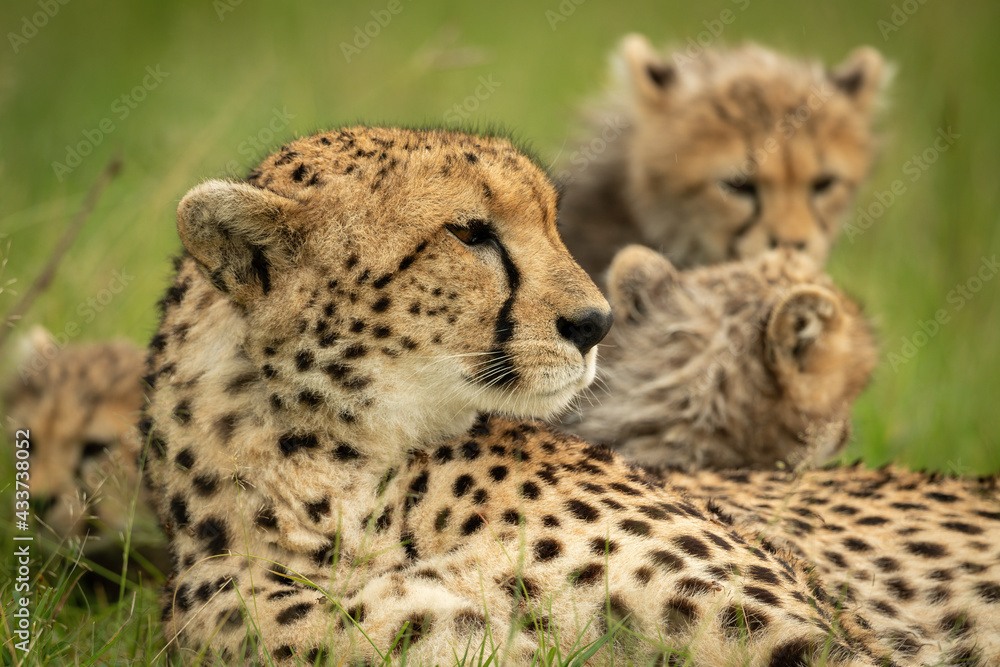 Close-up of cheetah and cubs lying together Close-up of cheetah and cubs lying together