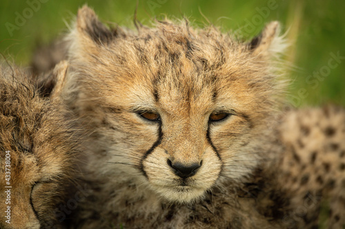 Close-up of cheetah cub lying with sibling