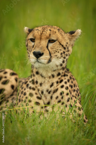 Close-up of cheetah lying in long grass