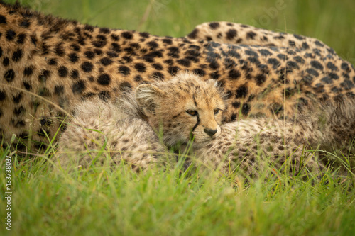 Close-up of cheetah cub lying with mother © Nick Dale