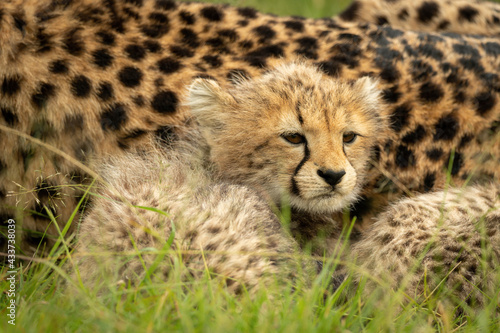 Close-up of cheetah cub lying beside mother