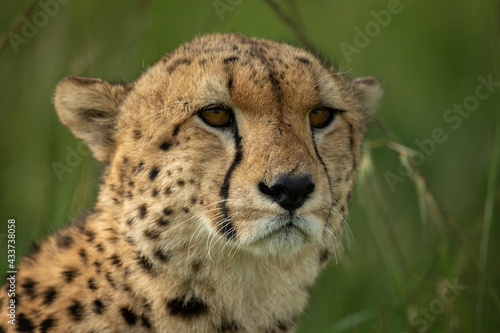 Close-up of cheetah head in tall grass