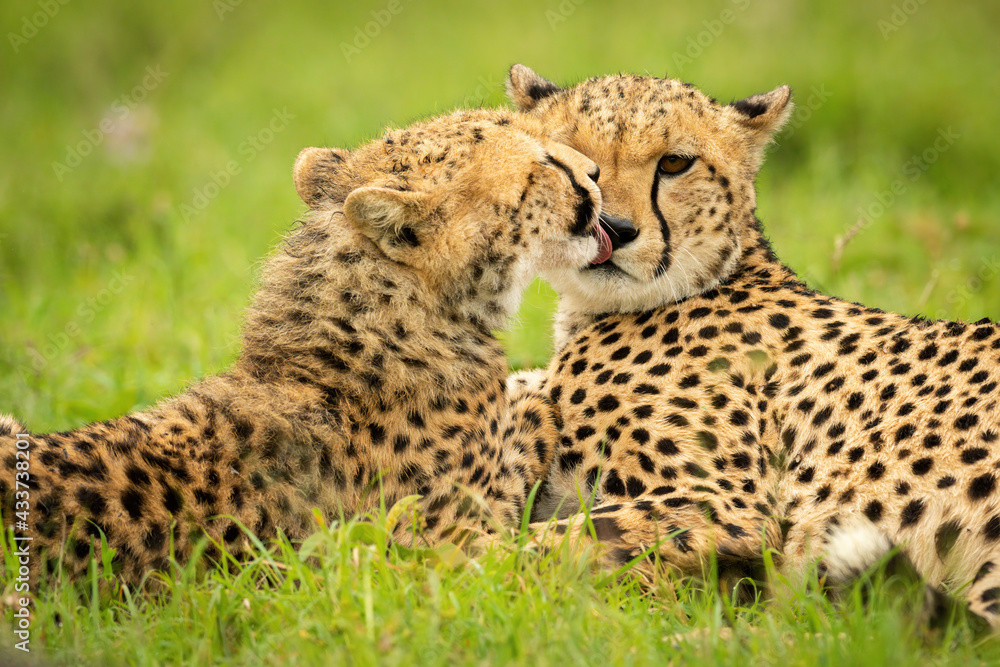 Close-up of cheetah cub lying grooming mother Close-up of cheetah cub lying grooming mother
