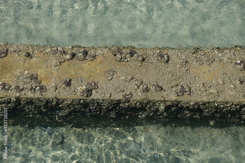 Indonesia Anambas Islands - Jemaja Island Kerang shells growing on rock photo