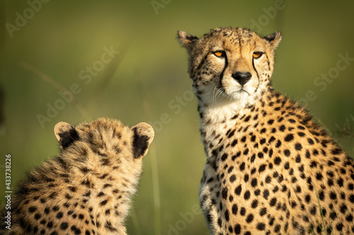 Canvas Print Close-up of cheetah and cub sitting down