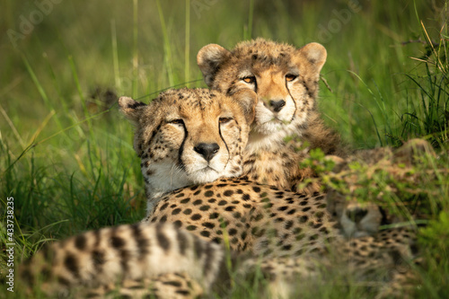Close-up of cheetah and cubs lying down