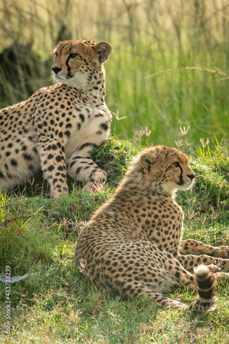 Close-up of cheetah lying down by cub