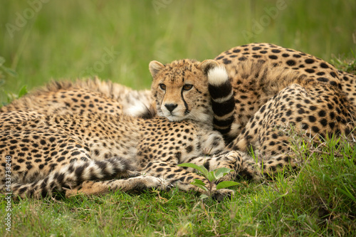 Close-up of cheetah cub lying by mother