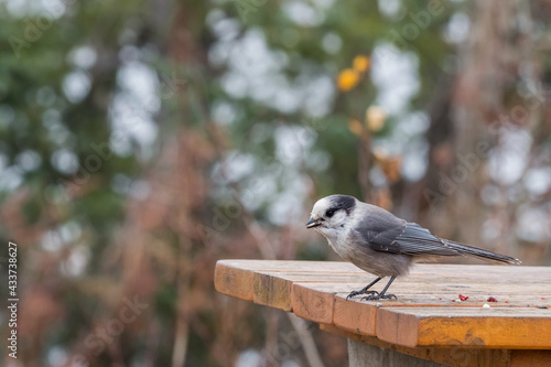 カナダの国鳥 カナダカケス Canadian bird Perisoreus canadensis