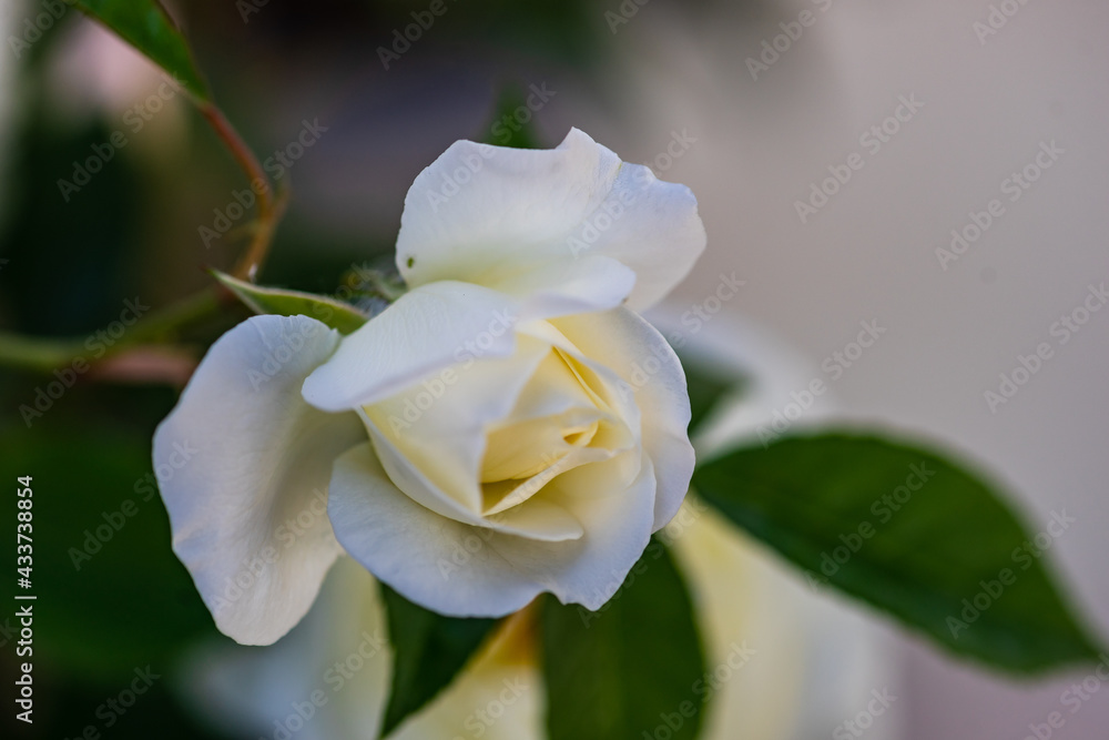 White roses as a natural summer background White roses as a natural summer background