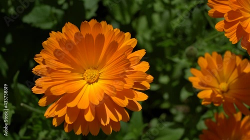 Marigold flower. Calendula blossom..Blooming orange Pot marigold Swaying In The Wind..Close up. Selective focus. Pan right..Nature background. Spring time concept.