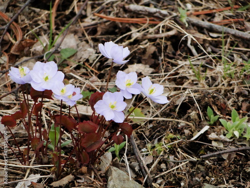 Jeffersonia flowers in the April woods. photo