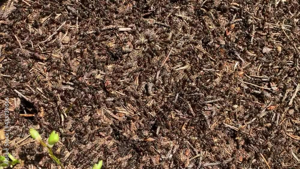 black forest ants randomly move through the anthill, top view. close-up. insects in nature. black forest ants randomly move through the anthill, top view. close-up. insects in nature.