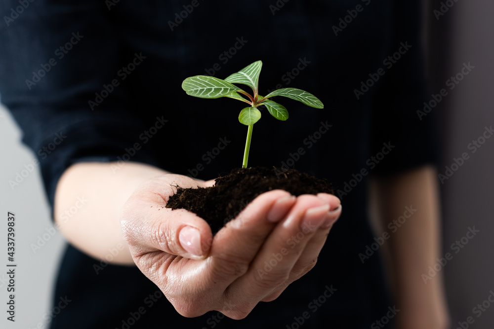 Green plant in the hand, sprout earth. Green plant in the hand, sprout earth.