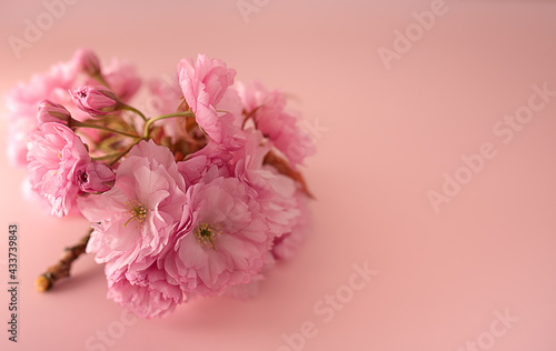 Sakura blossom on the pink background.