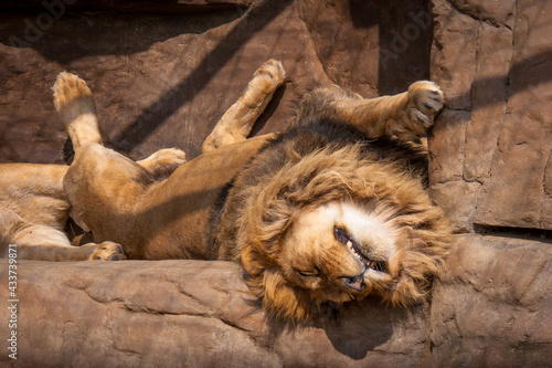 A sleeping lion in a zoo