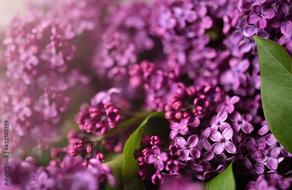 Fototapeta premium Spring lilac violet flowers background.