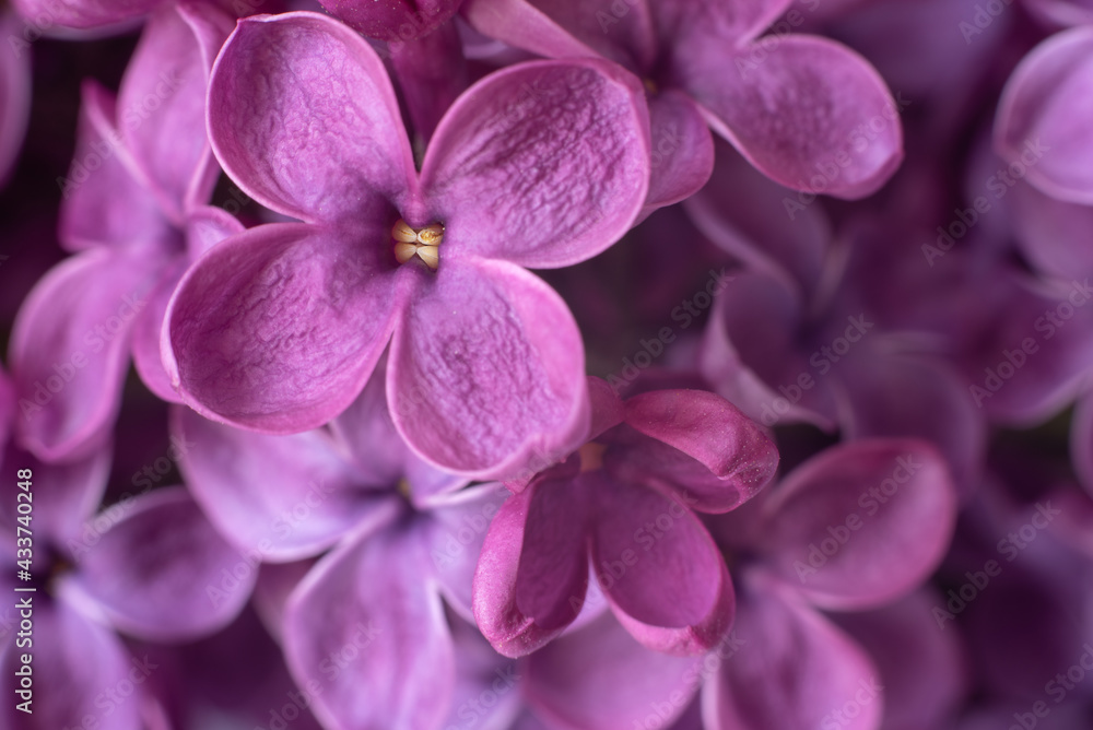 Macro image of spring lilac violet flowers.