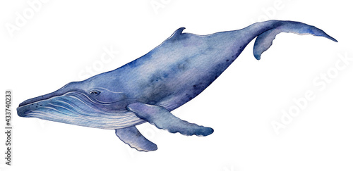 Watercolor humpback whale. Hand drawn illustration isolated on white background.