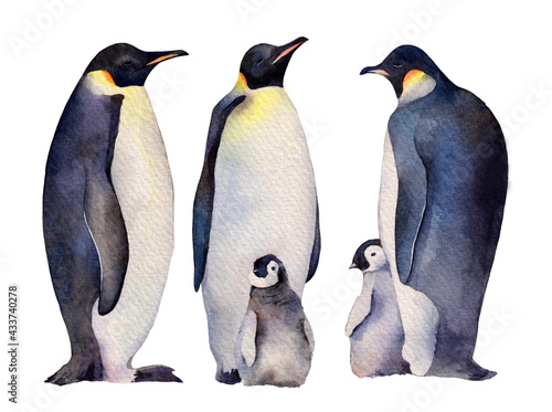 Watercolor emperor penguins family adults and babies. Hand drawn illustration isolated on white background.