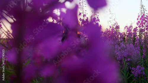 View back of young brunette woman walks along pink field among florets of willow tea, she touch flowers blooming sally.Girl in tall stems of fireweed on bright sunny evening at sunset.