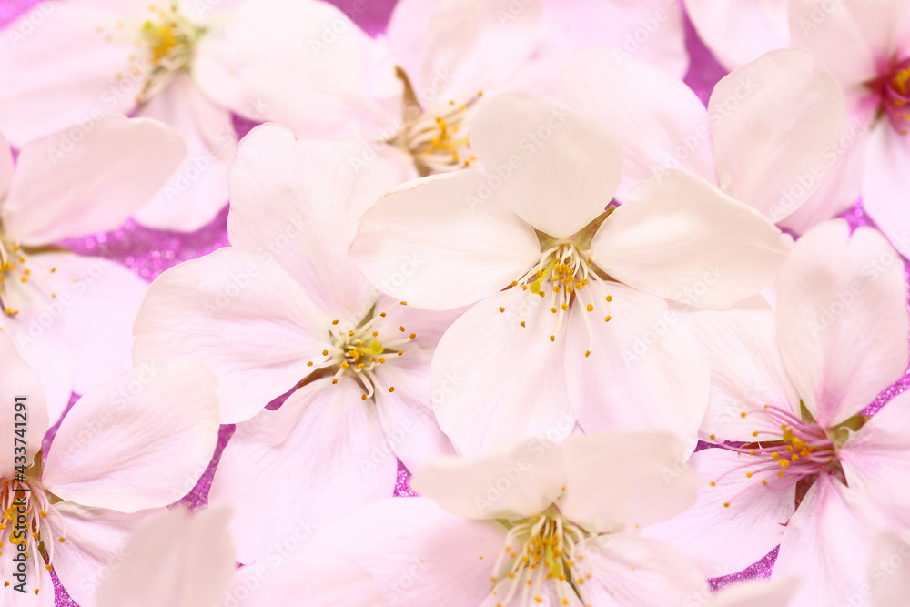 桜の花 桜の花