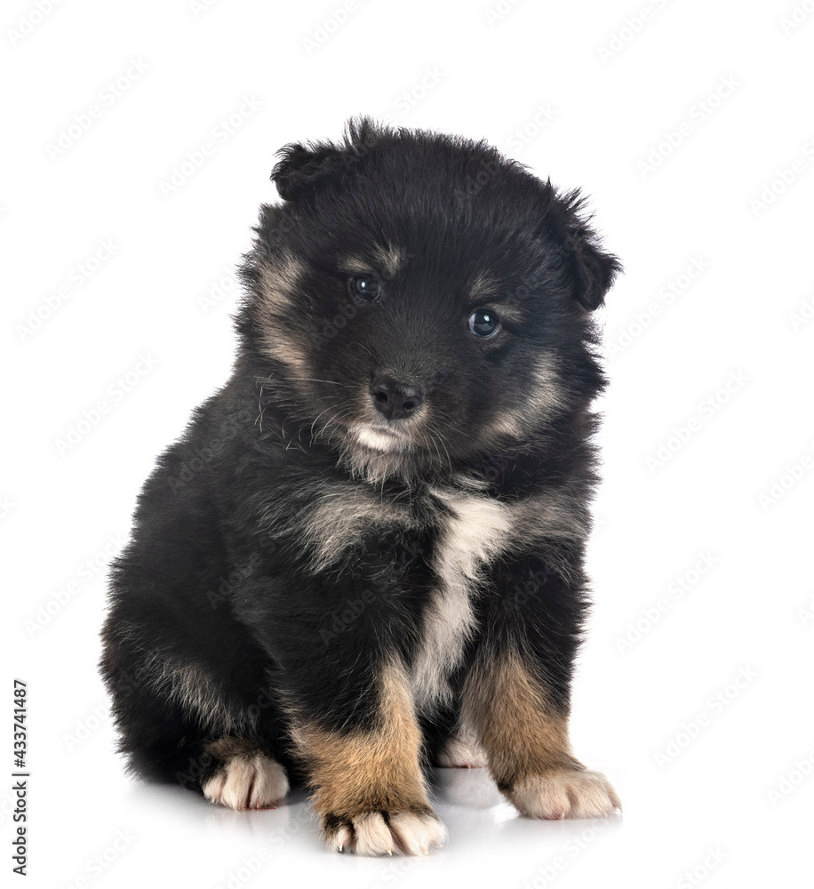 Obraz premium puppy Finnish Lapphund in studio