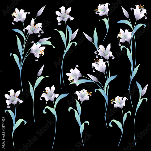 Japanese lily illustration material collection,
