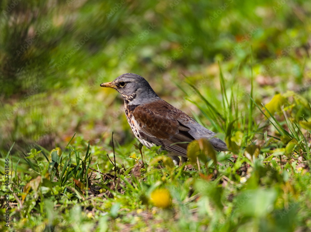 The fieldfare (Turdus pilaris) on the grass. Close-up on fieldfare in the park. The fieldfare (Turdus pilaris) on the grass. Close-up on fieldfare in the park.
