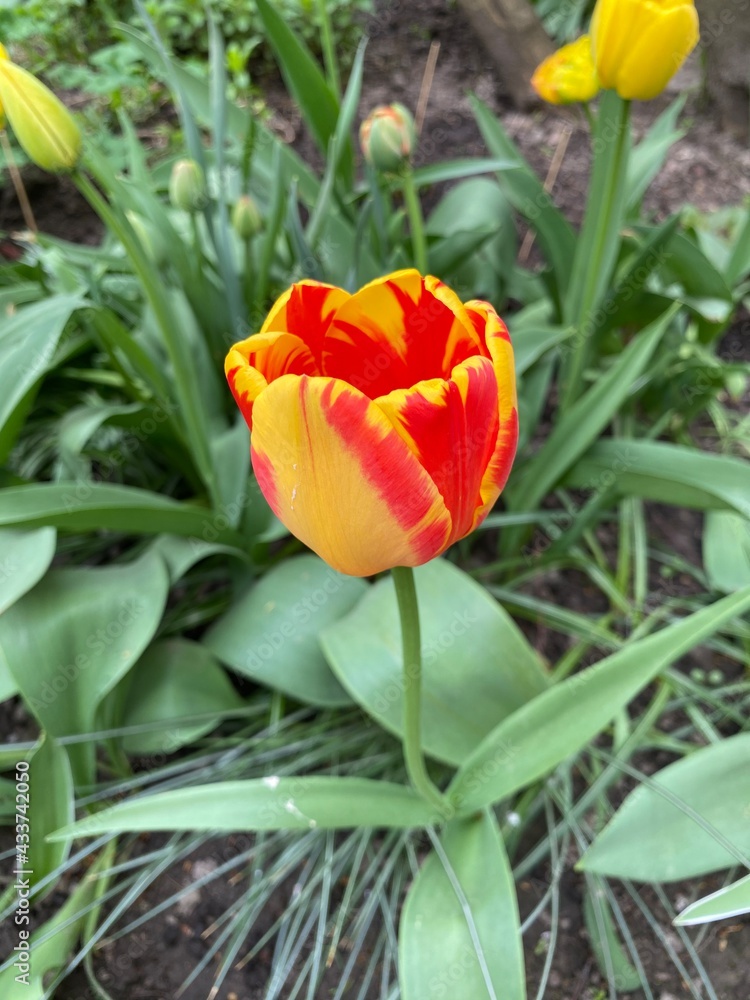 Naklejka premium red and yellow tulips