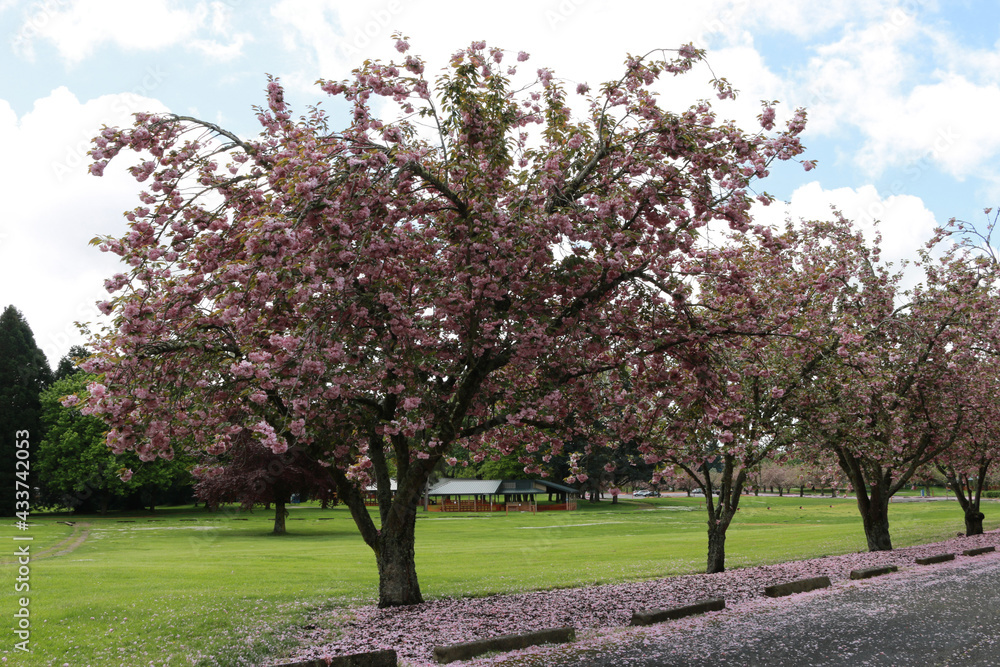 blooming apple tree