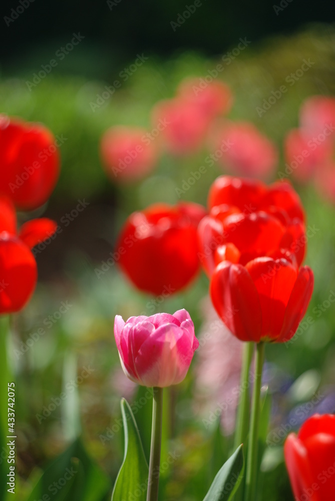 tulips in garden tulips in garden