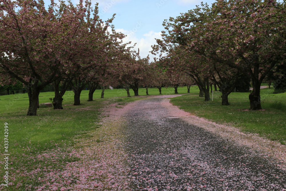 spring in the park